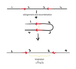 نوترکیبی بین توالی های تکراری با حهت متفاوت 