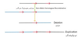 نوترکیبی هومولوگ غیر آللی