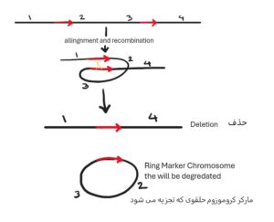 حذف به علت نوترکیبی درون کروموزومی