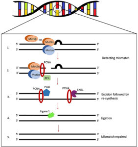 MMR یا سیستم Mismatch Repair، یک سیستم ضروری ترمیم DNA است که خطاهای حین تکثیر DNA مخصوصا خطاهای جفت شدگی و حذف و اضافه شدن را تصحیح می کند.