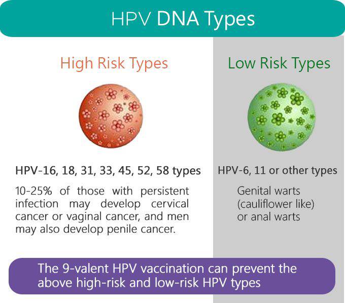 hpv low and high risk types
